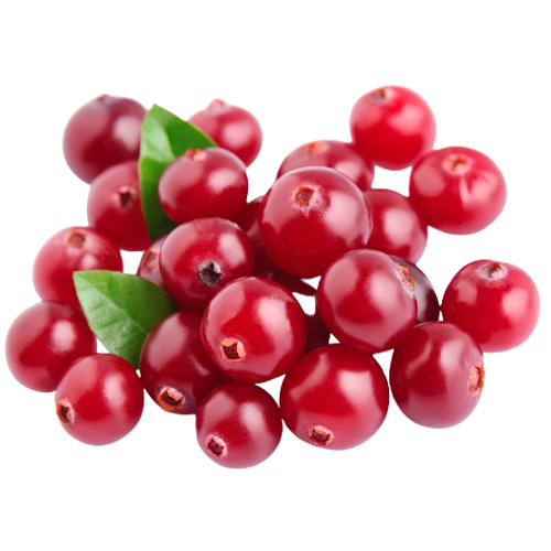 التوت البري