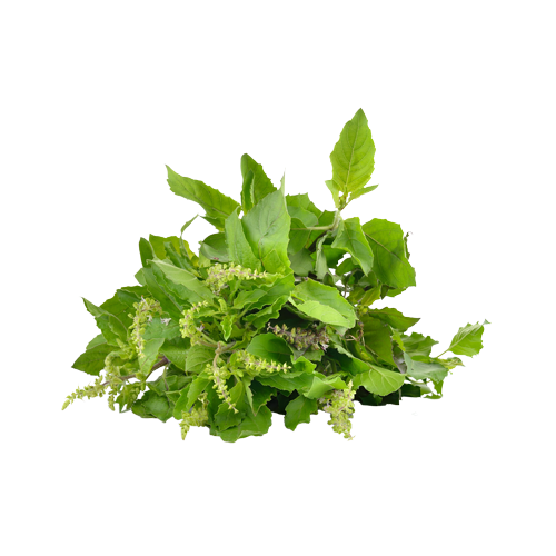 نيمبو تولسي