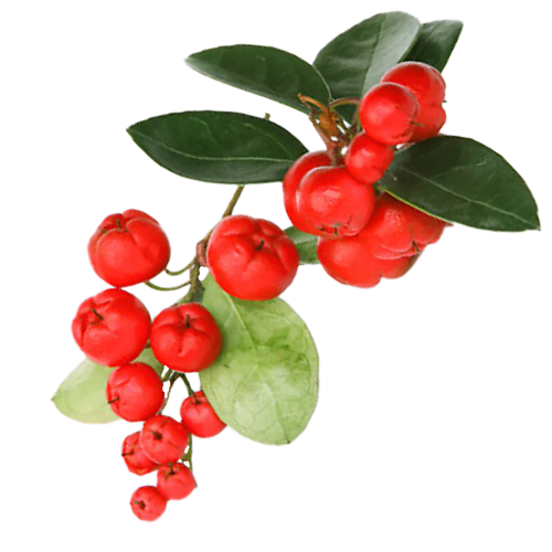 زيت وينترغرين