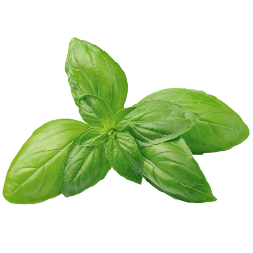 Basil