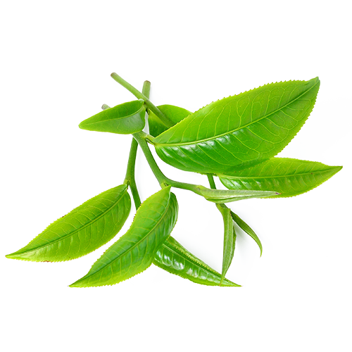 Green tea leaves