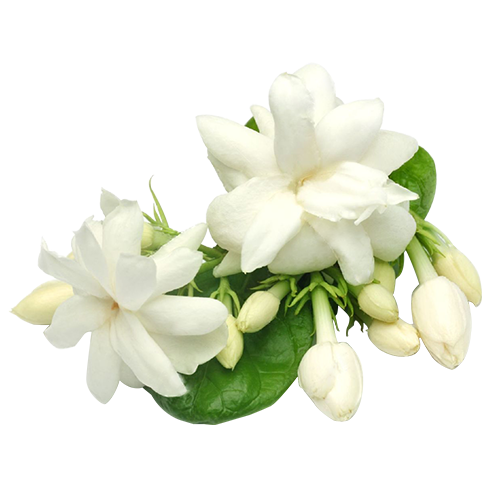 Jasmine