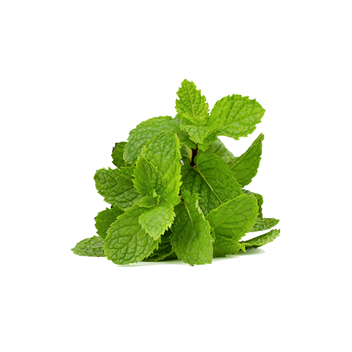 بودينا ساتفا