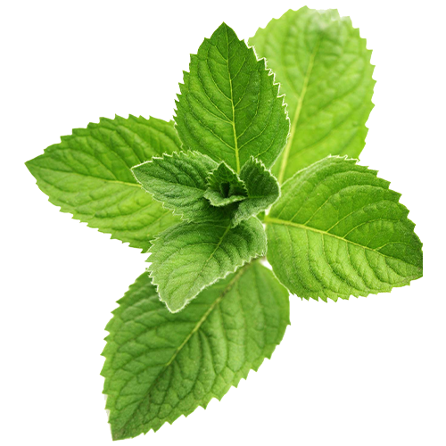 Peppermint