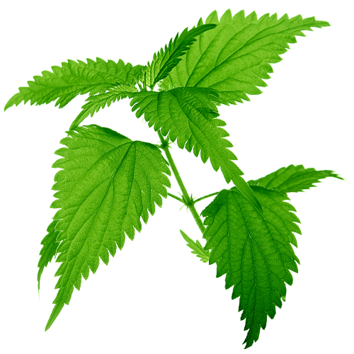 Nettle