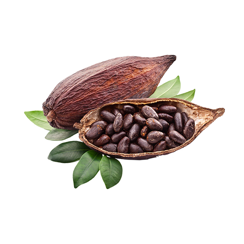 Cocoa