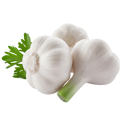 Garlic