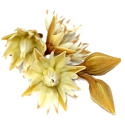 الخشب الرصاصي